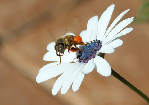 Honey bees effted by house hold chemicals