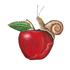 Snail and Apple