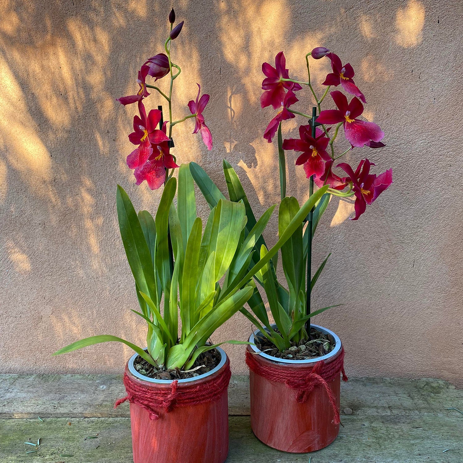Plante orkidé – Planteskolen Stege Bugt
