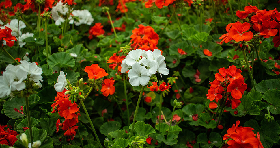 Geranium-Flowers