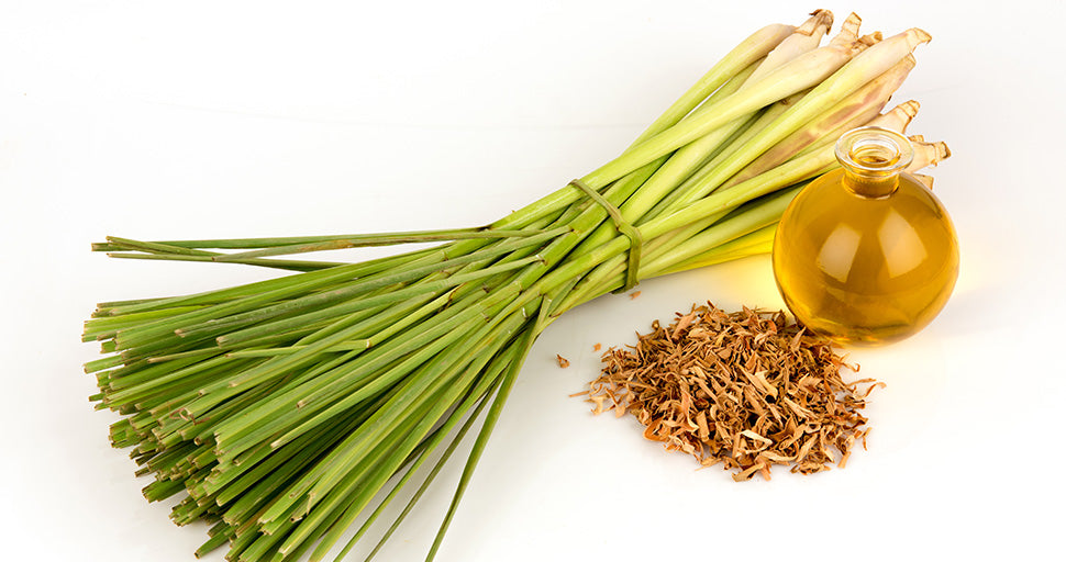 Lemongrass-Herb-And-Essential-Oil