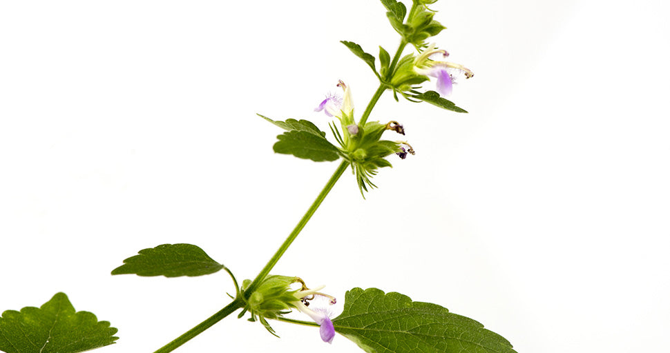 Spikenard-Plant