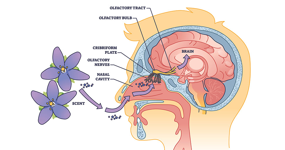 Diagram of the Olfactory System