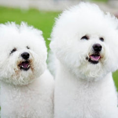 maltese shampoo