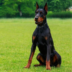 champú para doberman