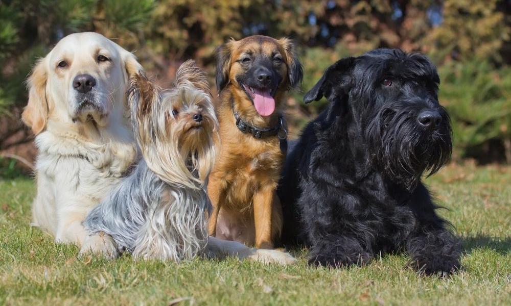 shampoing chien pour...