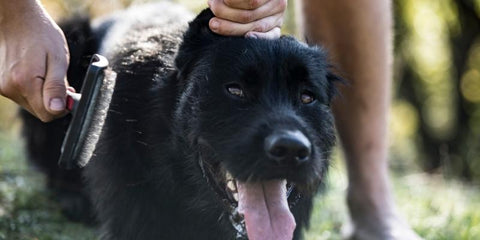 Higiene para mascotas en casa