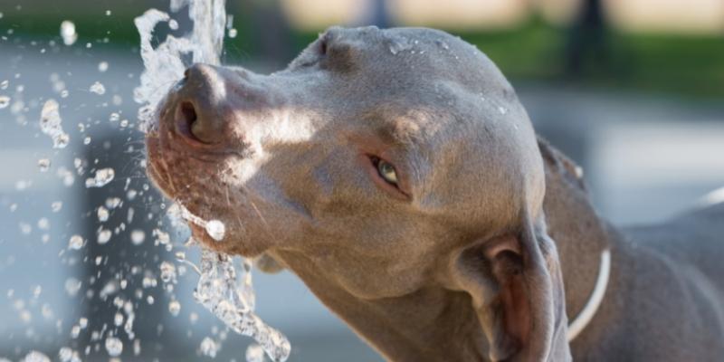 Hidratar perro en Verano