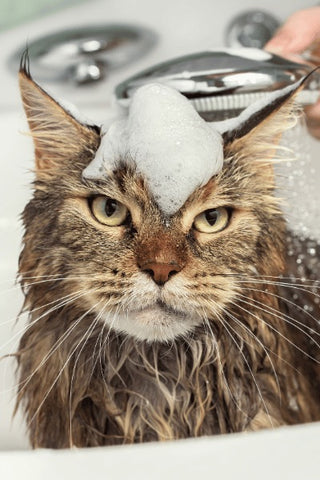 gato baño