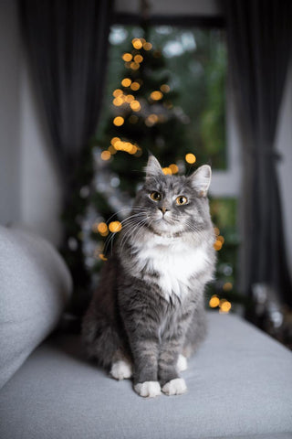 gato navidad