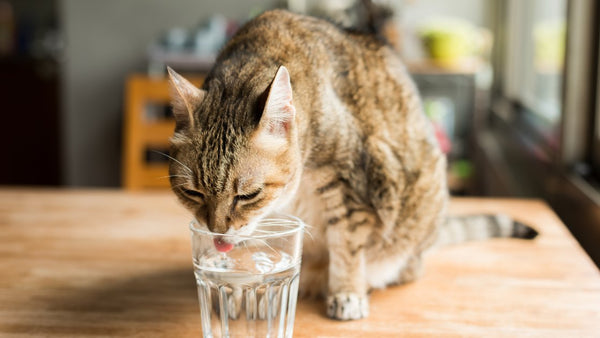 hidratacion gato