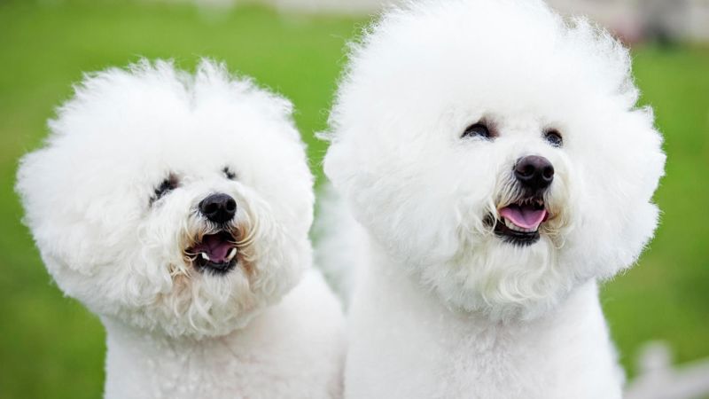 garder le chien blanc de mon chien