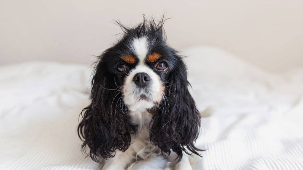 Perro con pelo feo o reseco