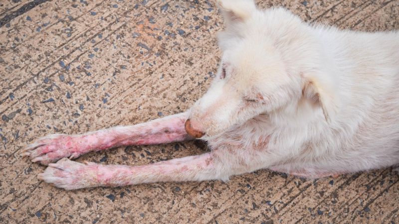 Perro con sarna en la piel