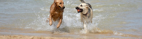 perros-playa-girona