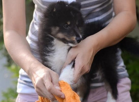 Preguntas Frecuentes para bañar a mi perro