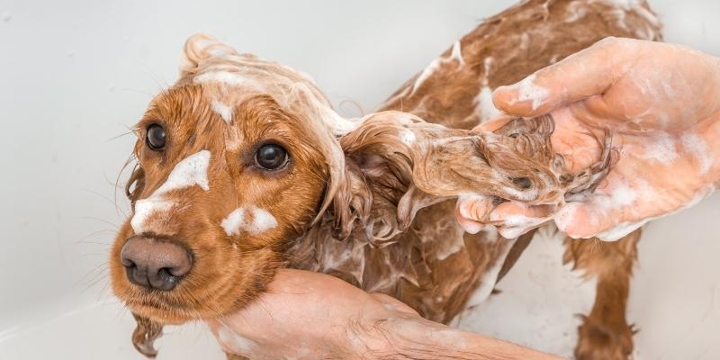 ¿Puedo bañar a mi perro con gel humano?