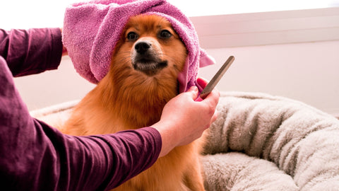 Réparer les poils maltraités et abîmés de votre animal – Petuxe