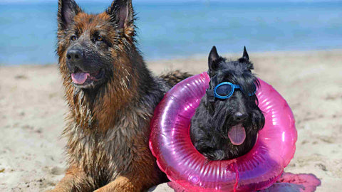 vacaciones-perro-playa