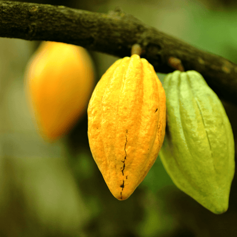 Cacao