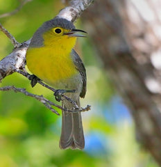 Oriente Warbler