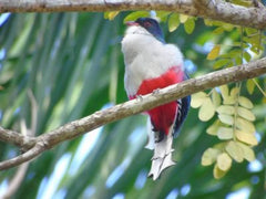 Cuban Trogon