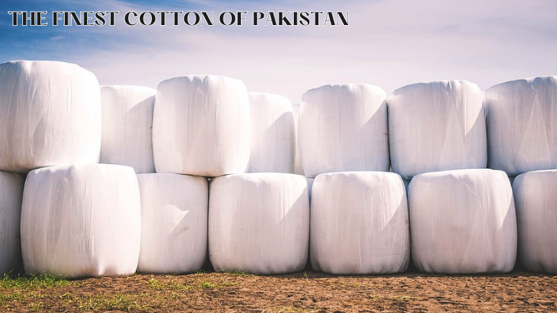 Cotton of Pakistan