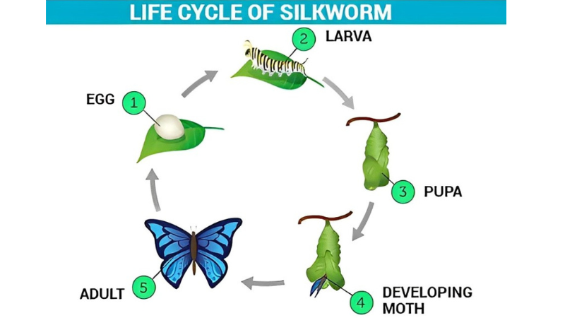 Silk production process