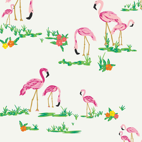 Flamingos on white background