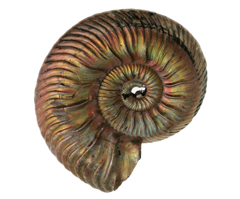 ammonite fossile