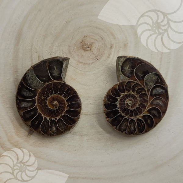 une paire d'ammonites