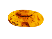 morceau d'ambre avec insecte