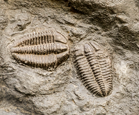 fossile de trilobite