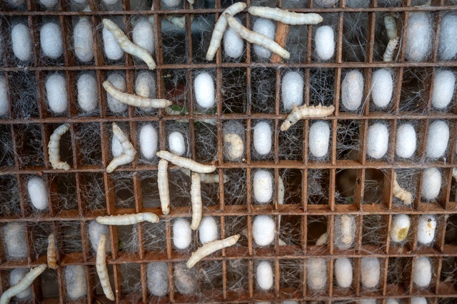 Silkworms (bombyx mori) and silk cocoons