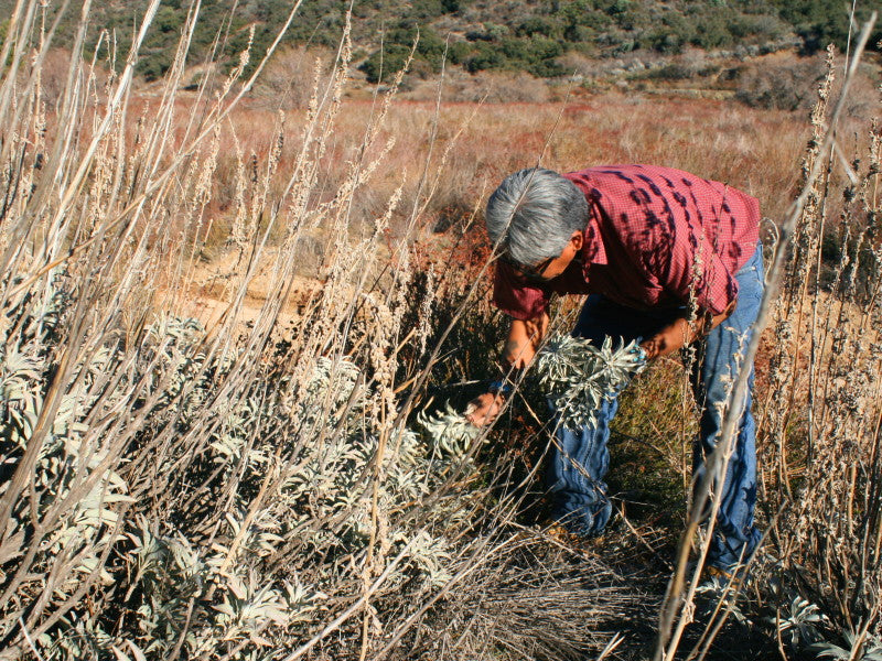 Cueillette de sauge blanc dans la réserve des Navajo, destiné aux rituels de purification. 