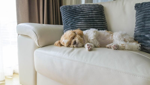 Pet friendly sofas for dogs