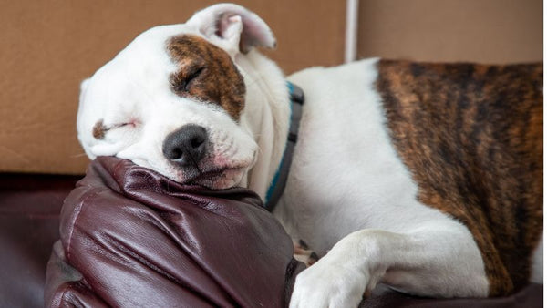pet friendly sofas - beginners guide