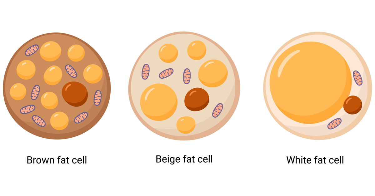 How Brown Fat Cells Actually Help You Dissolve Excess Body Fat ...