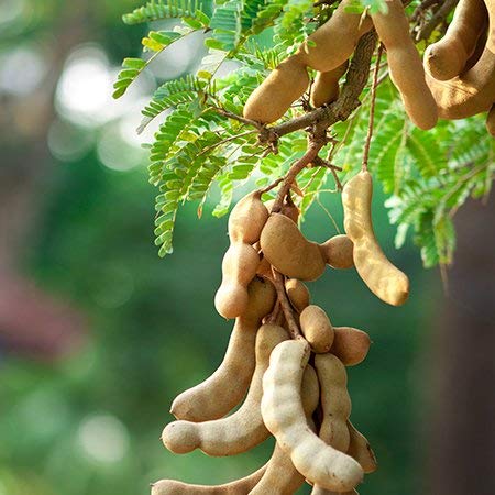 dwarf tamarindus indica tamarind sweet