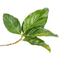 achuka leaf