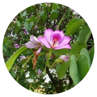 Kanchanara Bauhinia variegata