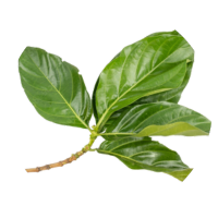 lakshman phala leaf