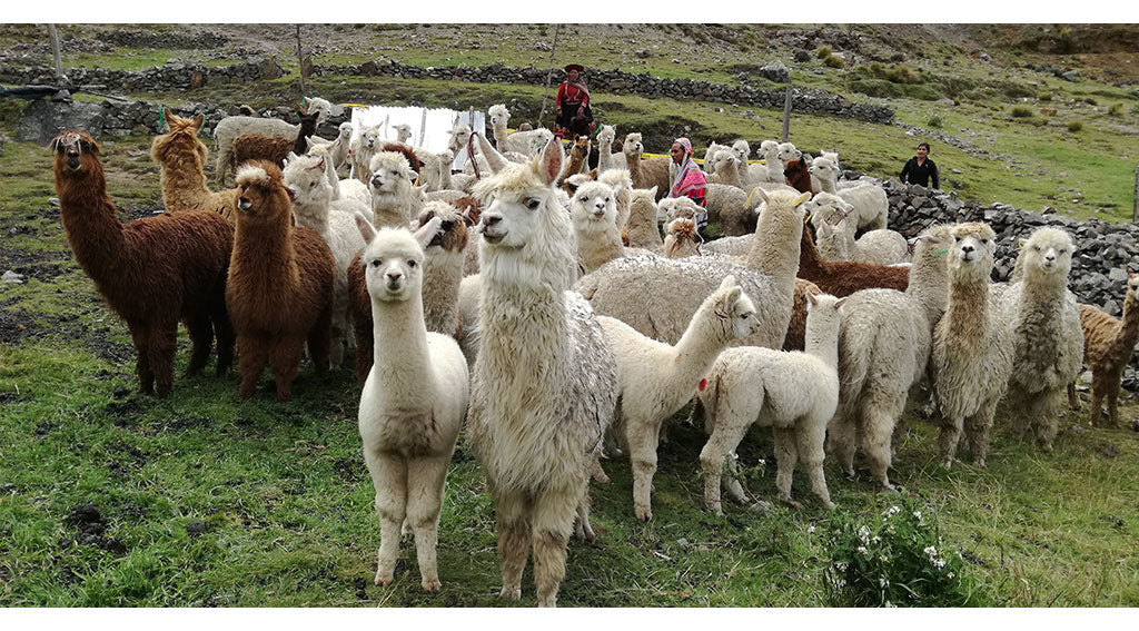 Alpaca Herde von Thready of Peru