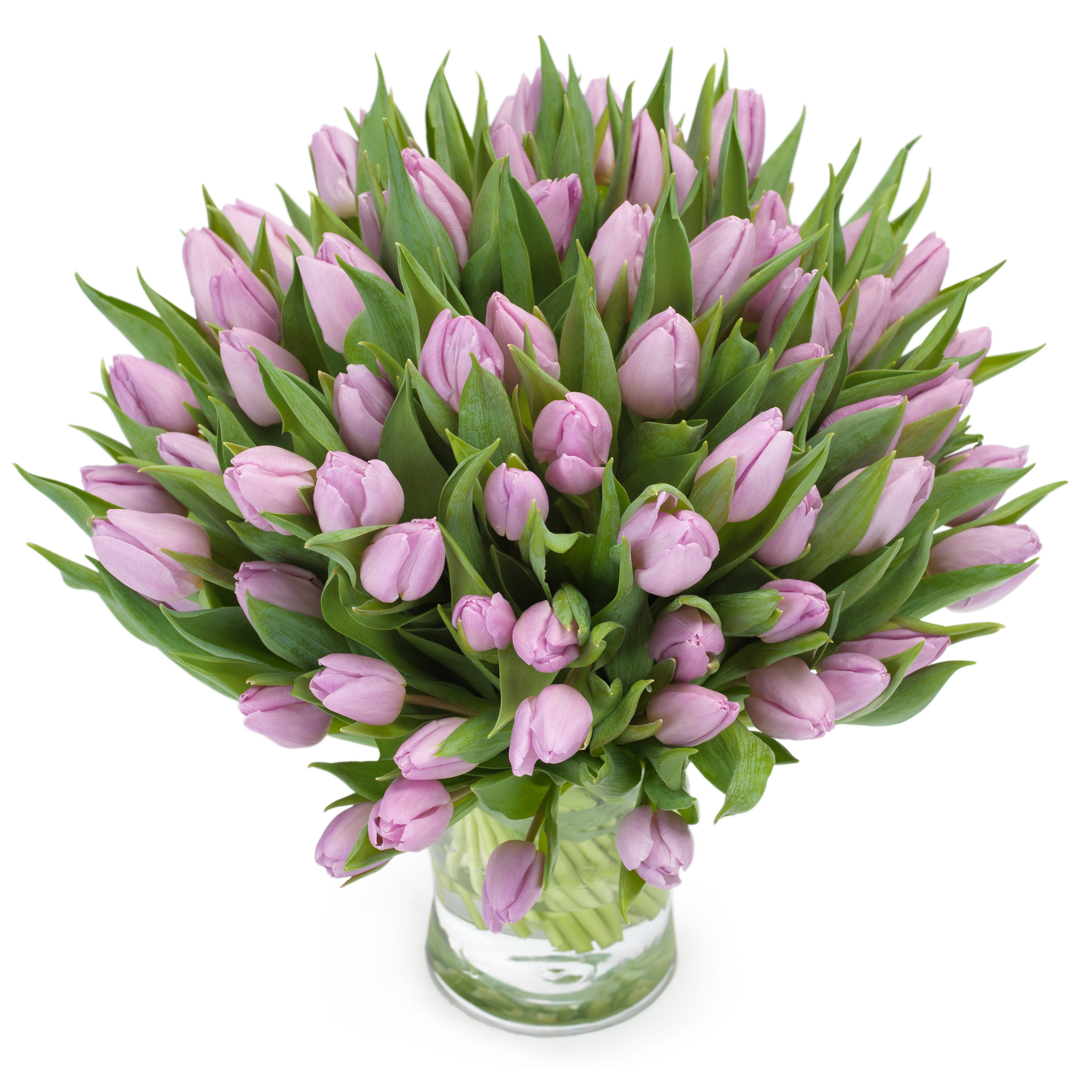 Tulpen paars' – amersflora