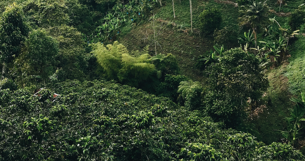 Die tiefgrünen Kaffee-Plantagen sind oftmals in größeren Höhenlagen anzutreffen.