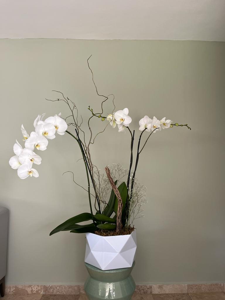 Arreglo de Orquídeas naturales – Orkés Trëe