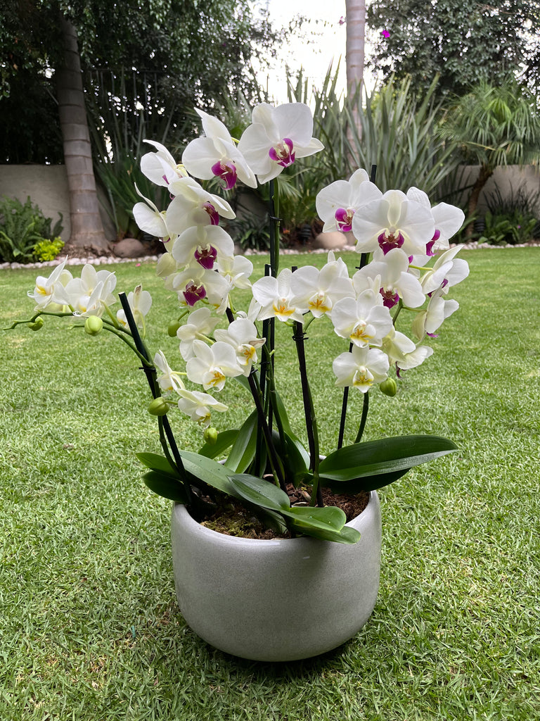 Composición de orquídeas naturales y helechos.🥰 $5,700.00 c/u Consulta por  asesoría personalizada para lograr arreglos perfectos. …