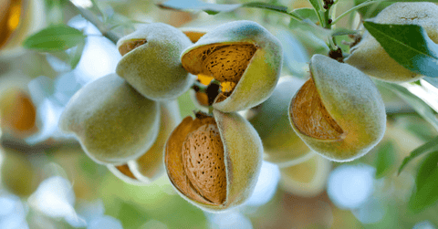 Almond Nut