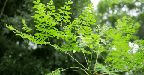 Moringa tree