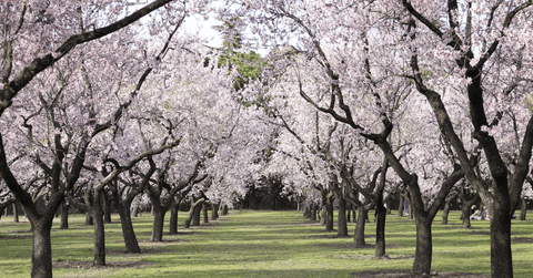 almond tree